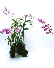 Orchid plants