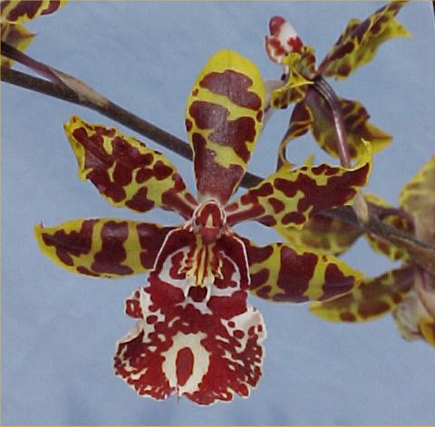 Orchid plants