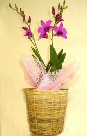 mini dendro orchid plants