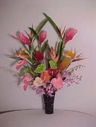 tropical temptation