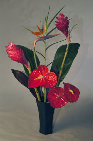 Tropical Teaser