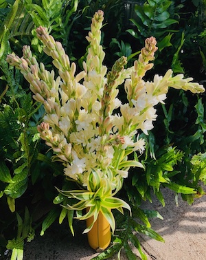 Tuberose Arrangement