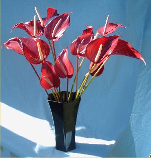 Valentine Red Tulip Special