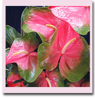 Watermelon obake anthuriums