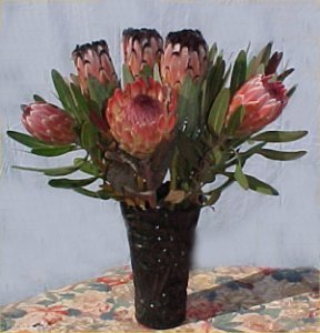 mink proteas