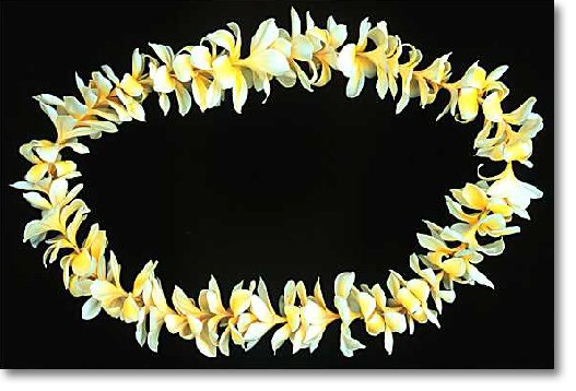 plumeria lei