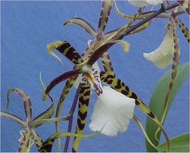 dendrobium orchid plants