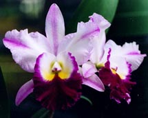 oncidium orchid plants