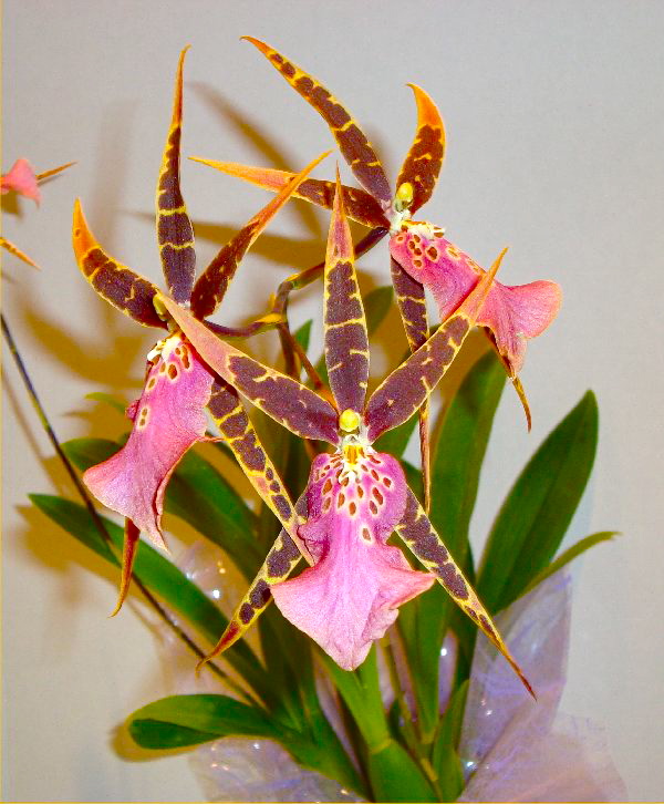 dendrobium orchid plants