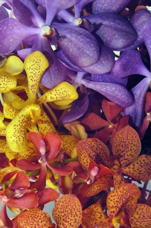 dendrobium orchid plants