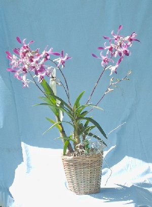 purple twistie orchid plants
