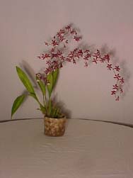 dendrobium orchid plants