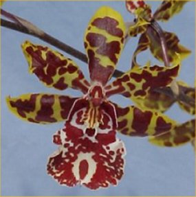 dendrobium orchid plants